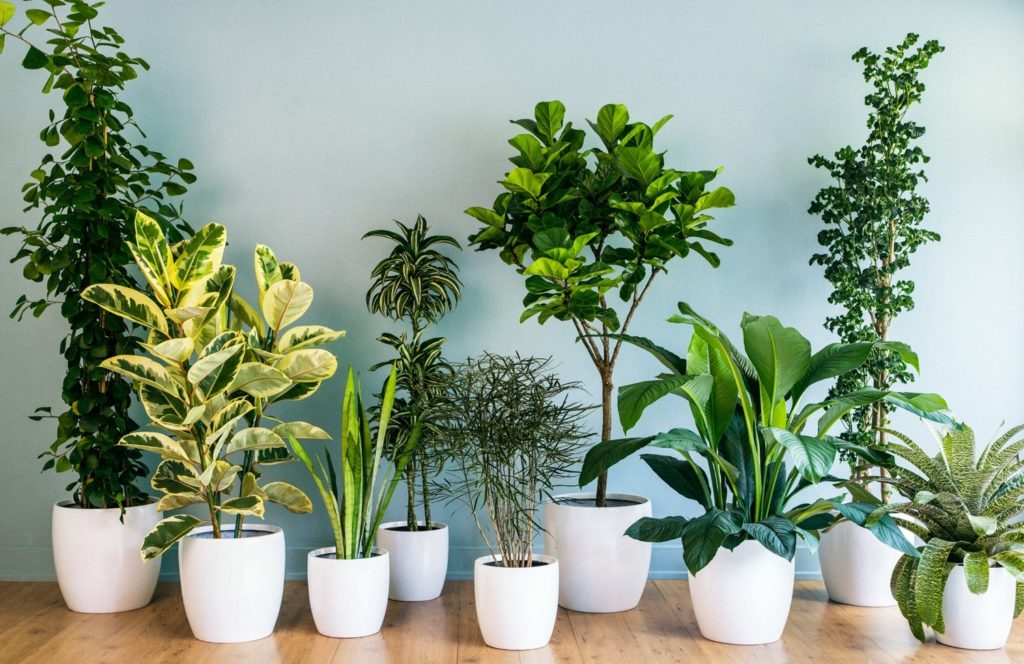 decoração com plantas que ajudam a respirar melhor